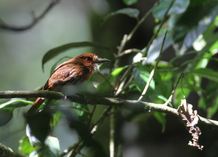 A White-whiskered Puffbird in central Panama (7/4/2010).