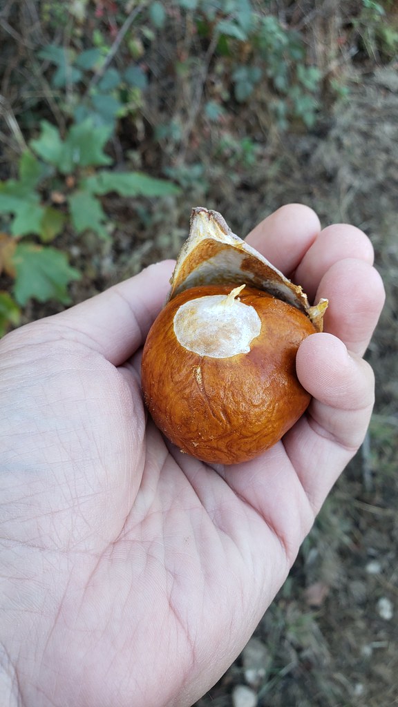 California Buckeye (winter fruit) in Monterey County, California (11/24/2019).