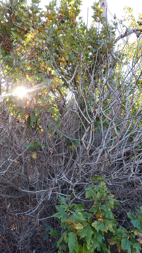 California Buckeye in Monterey County, California (11/24/2019).