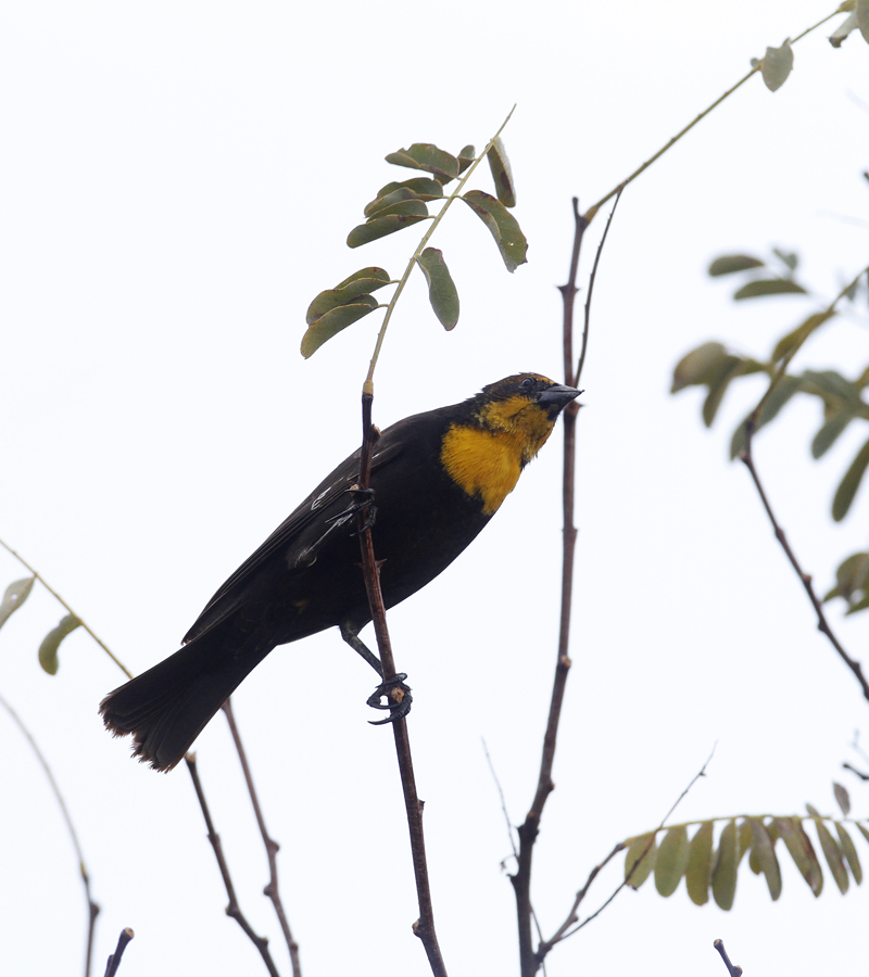 A Yellow-headed Blackbird in San Benito County, California (12/7/2019).