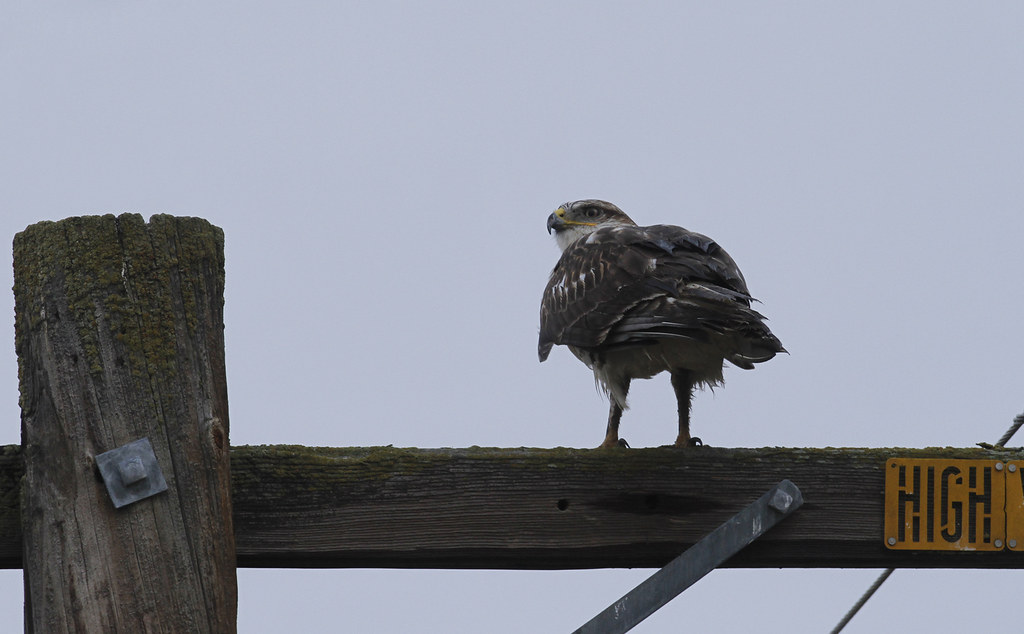 Ferruginous Hawk in Monterey County, California (12/7/2019).