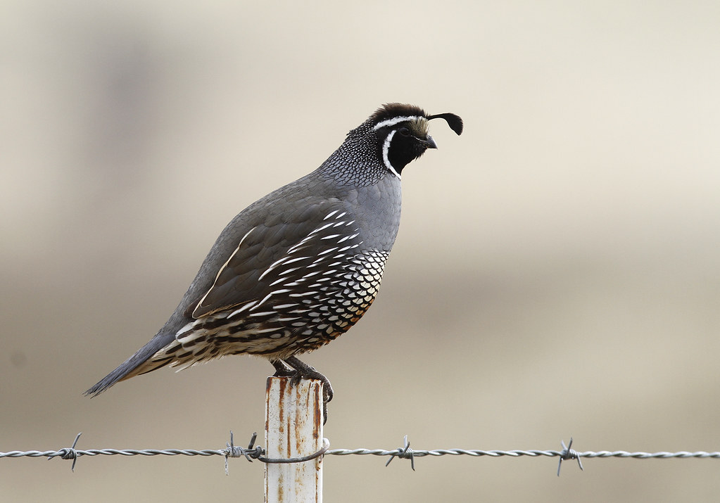 A California Quail on lookout as his covey passes quietly below - Monterey County, California (12/8/2019).