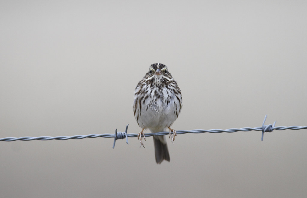 A Savannah Sparrow in Monterey County, California (12/8/2019).