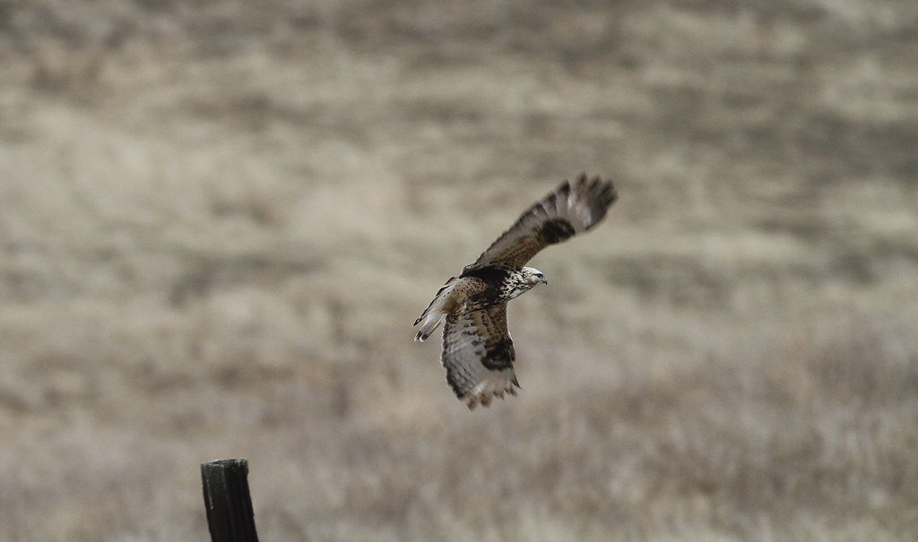 A Rough-legged Hawk in Monterey County, California (12/7/2019).