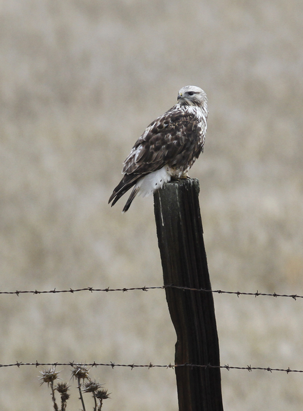 A Rough-legged Hawk in Monterey County, California (12/7/2019).