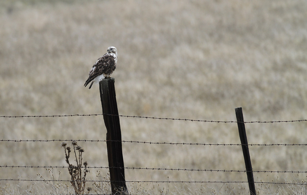 A Rough-legged Hawk in Monterey County, California (12/7/2019).
