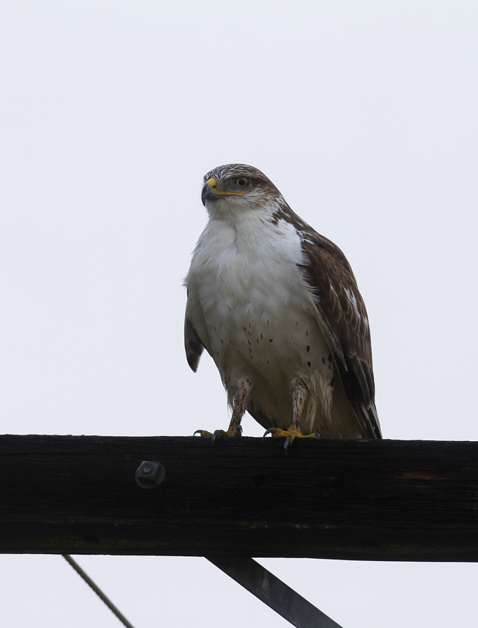 A Ferruginous Hawk in Monterey County, California (12/7/2019).