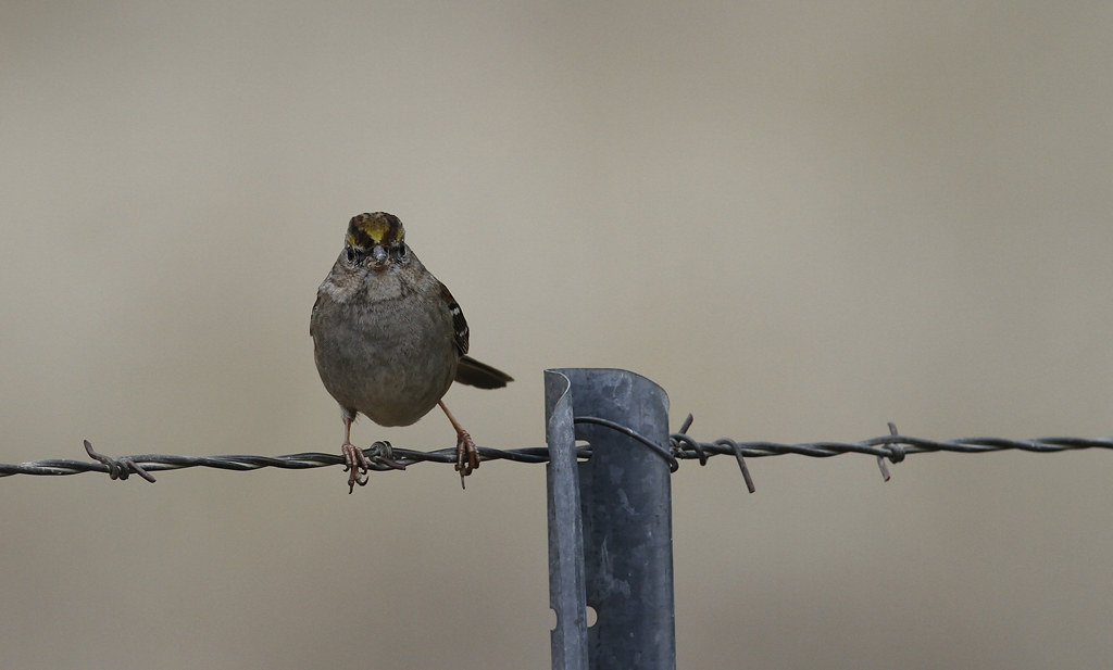 A Golden-crowned Sparrow in Monterey County, California (12/8/2019).