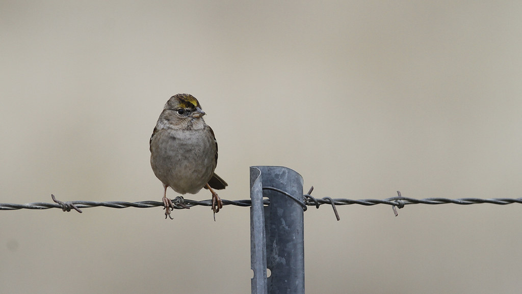 A Golden-crowned Sparrow in Monterey County, California (12/8/2019).