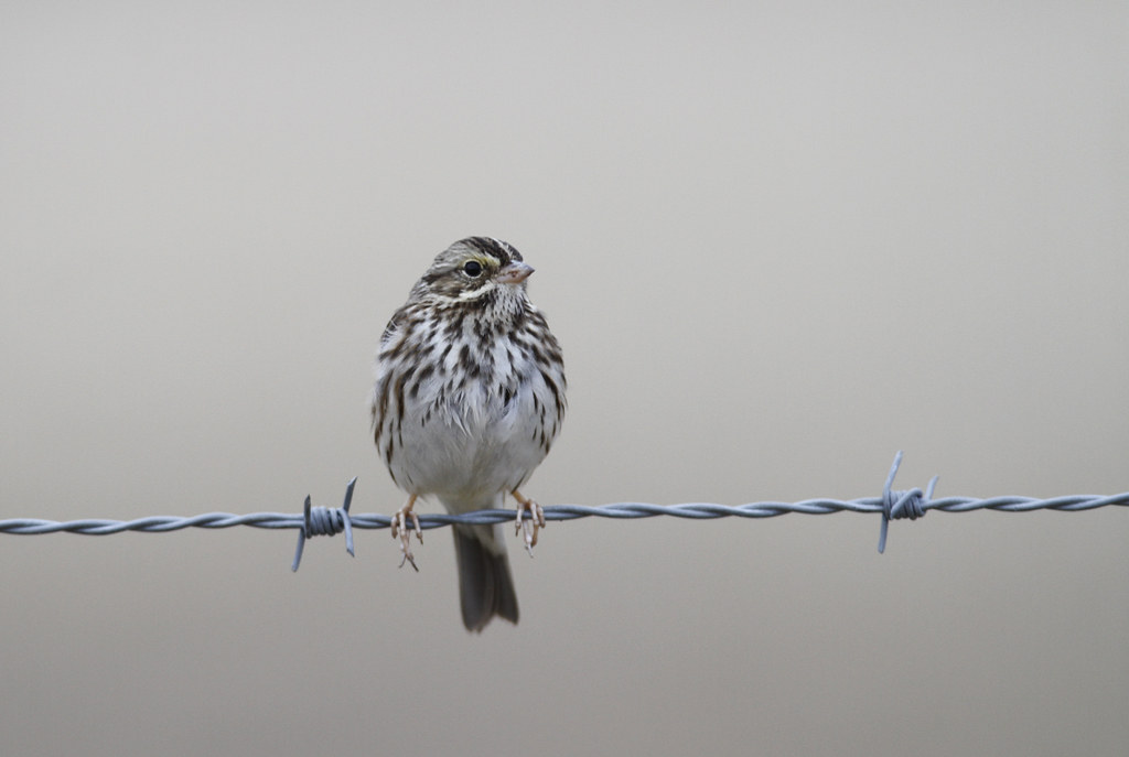 A Savannah Sparrow in Monterey County, California (12/8/2019).