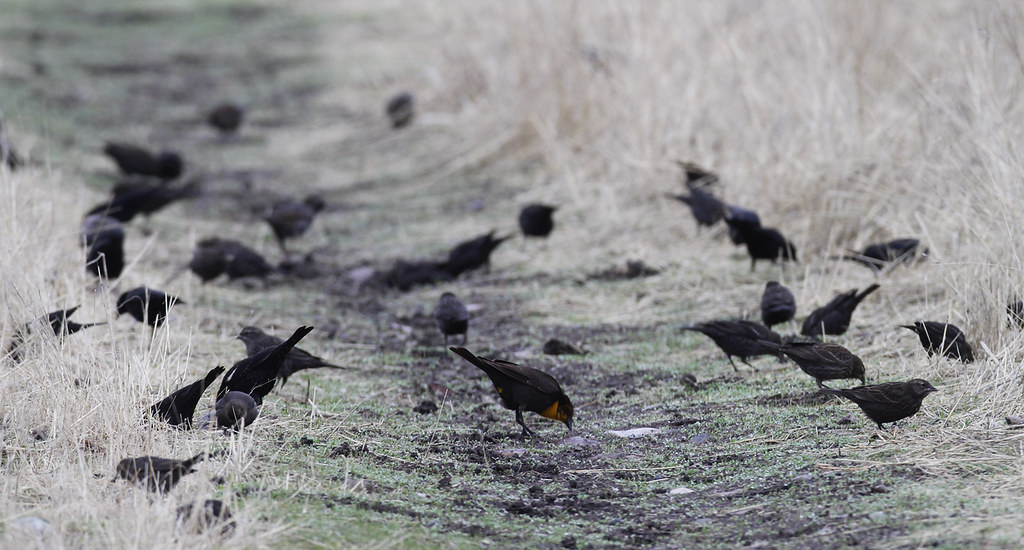 A Yellow-headed Blackbird among Red-winged Blackbirds in San Benito County, California (12/7/2019).