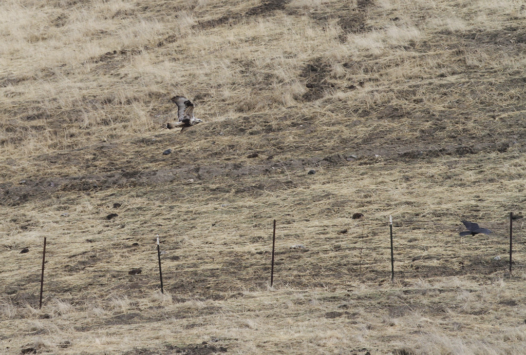 A Rough-legged Hawk in Monterey County, California (12/7/2019).
