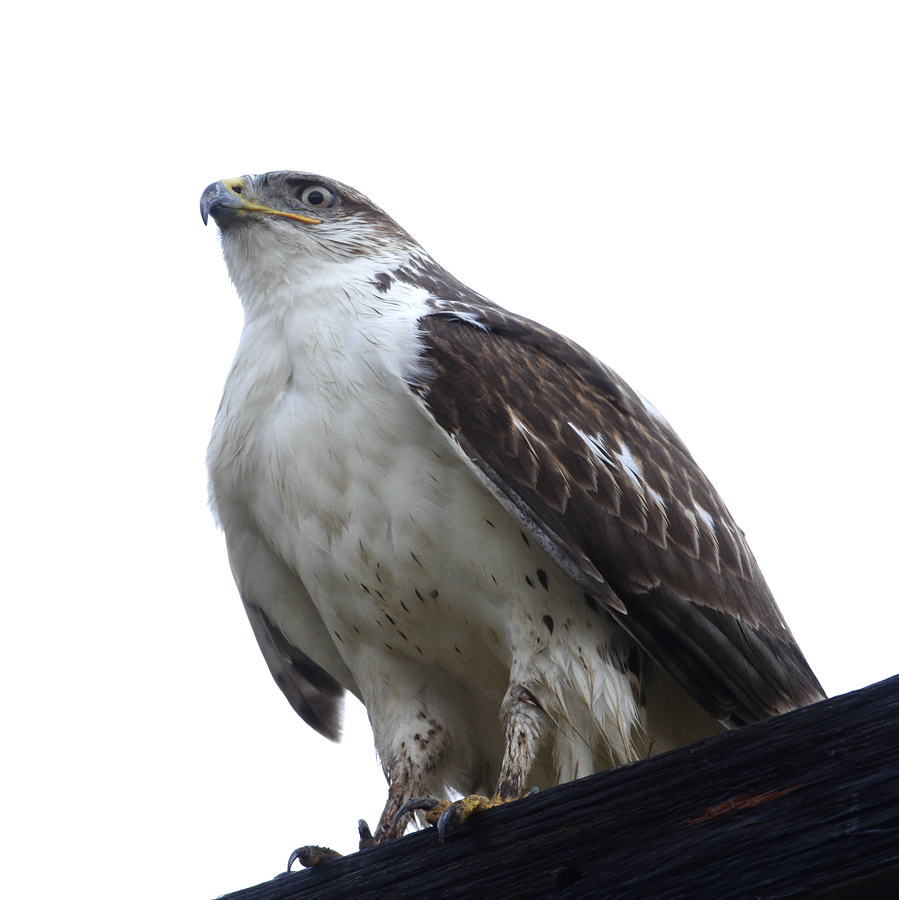 A Ferruginous Hawk in Monterey County, California (12/7/2019).