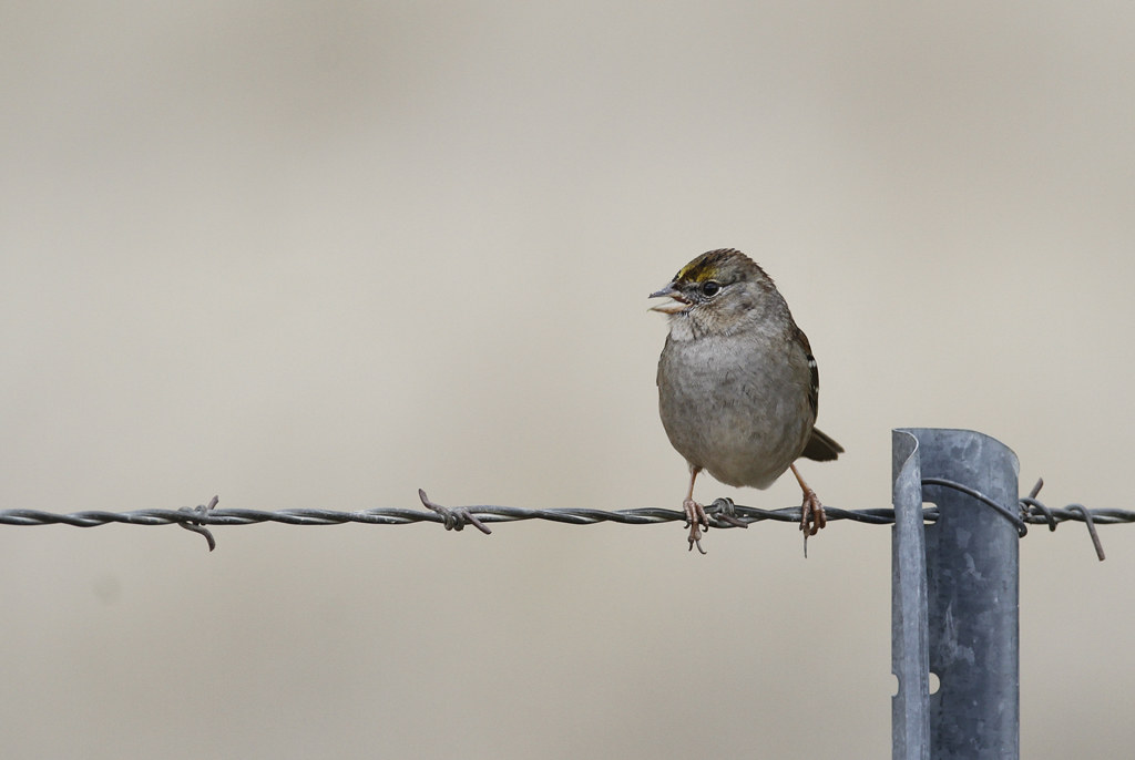 A Golden-crowned Sparrow in Monterey County, California (12/8/2019).