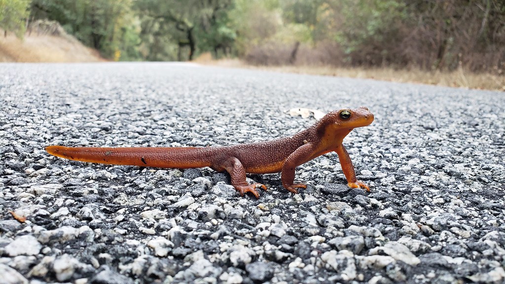 A California Newt in Monterey County, California (12/7/2019).