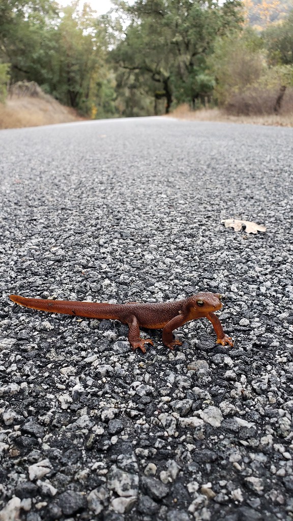 A California Newt in Monterey County, California (12/7/2019).
