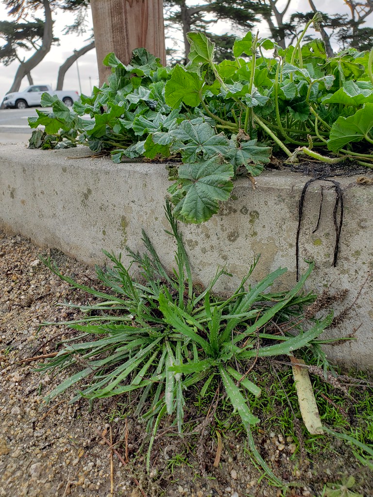 Cutleaf Plantain and Common Mallow in Monterey County, California (12/18/2019).