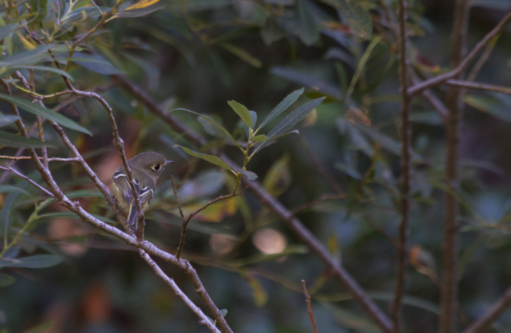 The endemic subspecies of Hutton's Vireo found on Santa Cruz Island, California (10/2/2011).