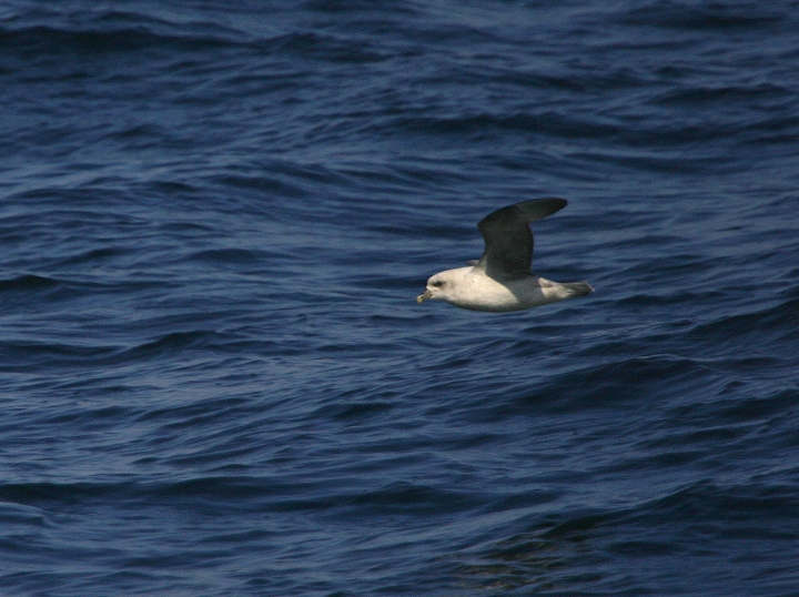 A Northern Fulmar in Worcester County, Maryland (2/26/2005).