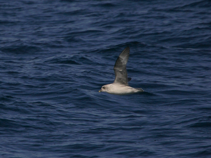 A Northern Fulmar in Worcester County, Maryland (2/26/2005).