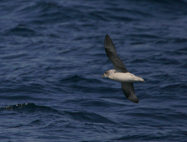 A Northern Fulmar in Worcester County, Maryland (2/26/2005).