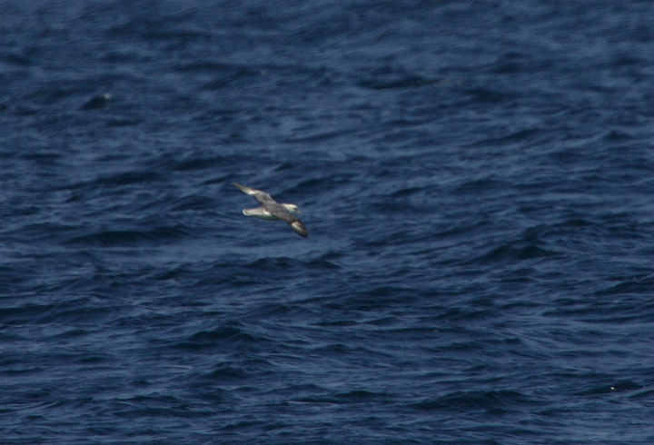 A Northern Fulmar in Worcester County, Maryland (2/26/2005).