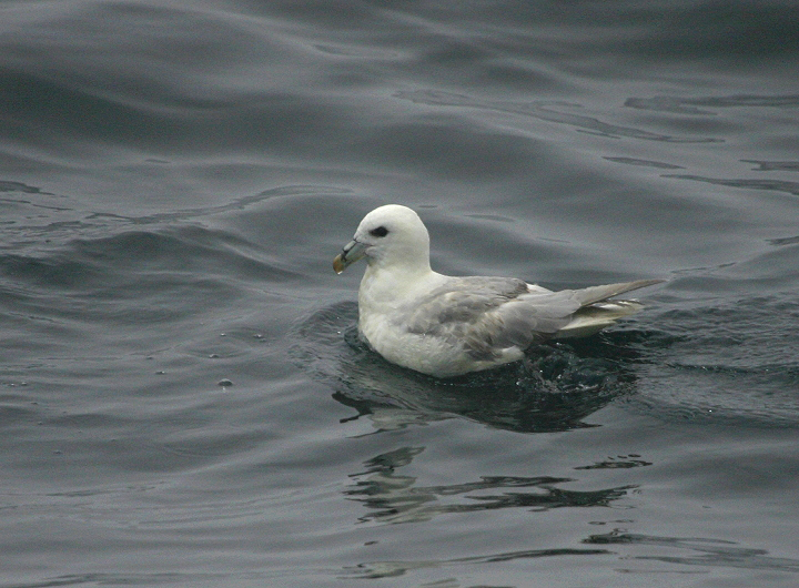 A Northern Fulmar in Worcester County, Maryland (2/26/2005).