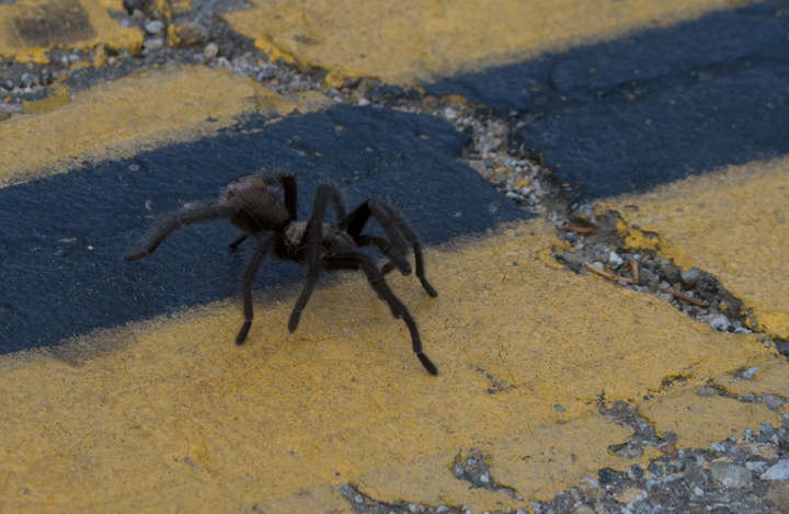 A tarantula in Ventura County, California (10/2/2011).