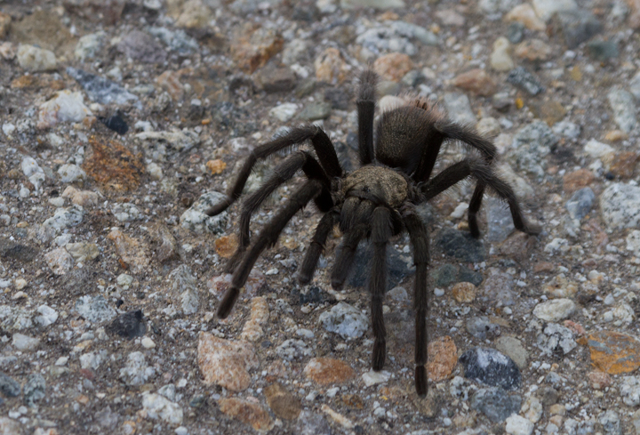 A tarantula in Ventura County, California (10/2/2011).
