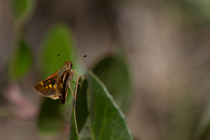An Umber Skipper on Santa Cruz Island, Santa Barbara County, California (10/2/2011).
