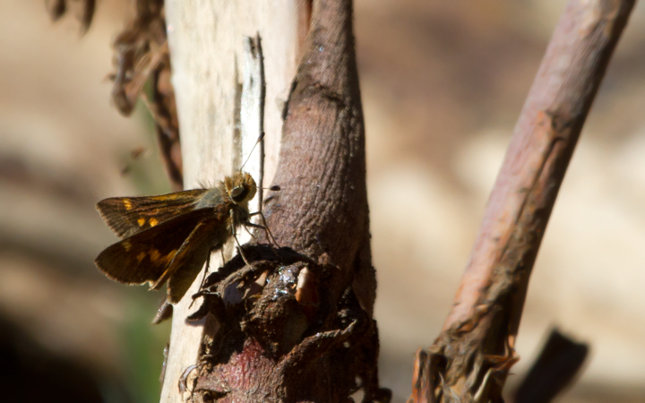 Umber Skipper on Santa Cruz Island in Santa Barbara County, California (10/2/2011).