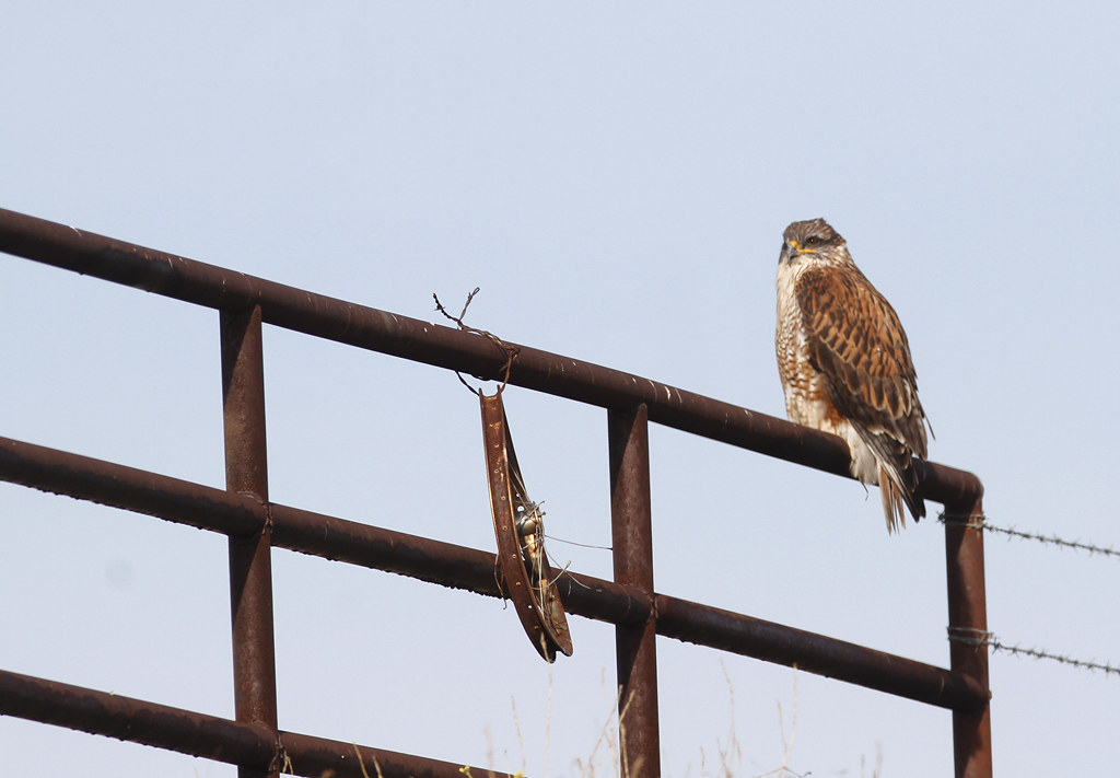 A Ferruginous Hawk in Monterey County, California (1/1/2020).