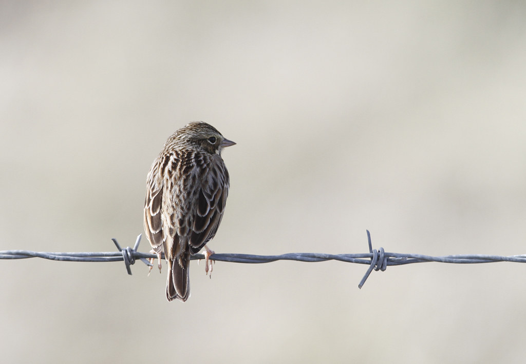 A Savannah Sparrow in Monterey County, California (1/1/2020).