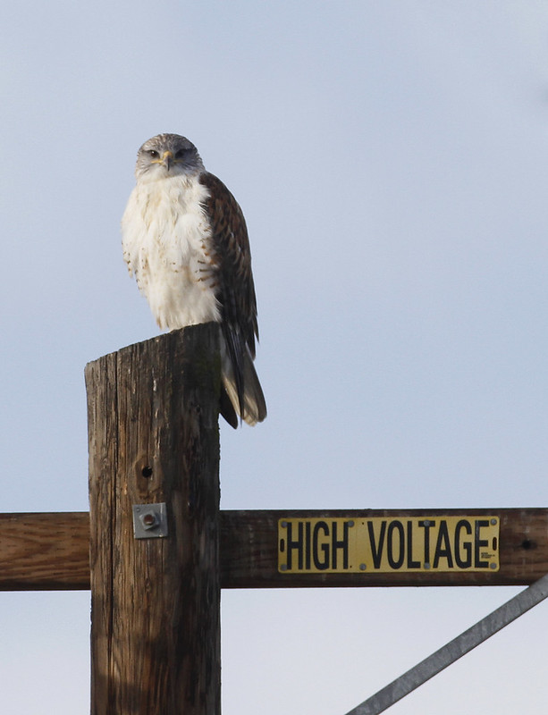 A Ferruginous Hawk in Monterey County, California (1/1/2020).