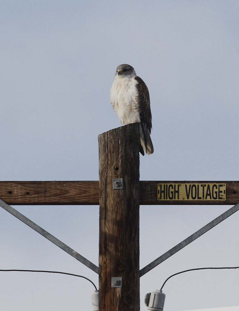 A Ferruginous Hawk in Monterey County, California (1/1/2020).
