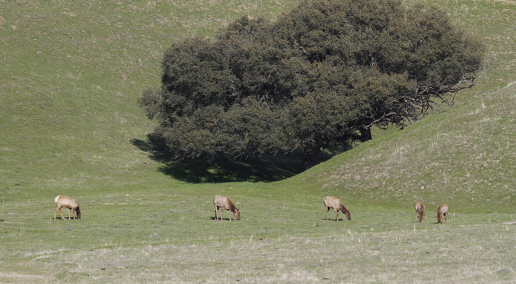 American Elk in Monterey County, California (1/1/2020).
