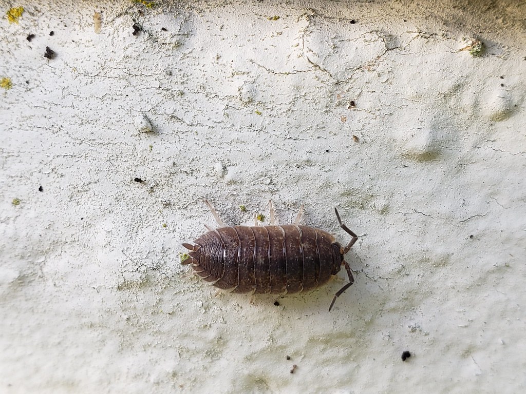 A Common Rough Woodlouse in Monterey County, California (1/17/2020).