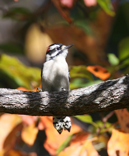 A male Downy Woodpecker poses amidst fall foliage in Allegany Co., Maryland (9/30/2007).