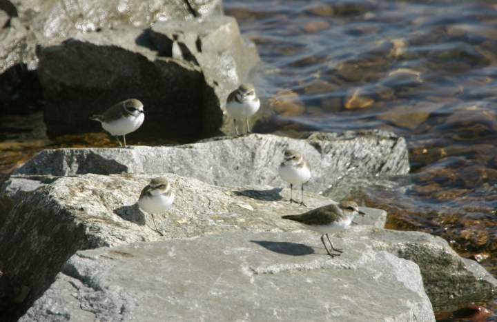 Kentish Plovers at Seosan, South Korea (10/16/2005).