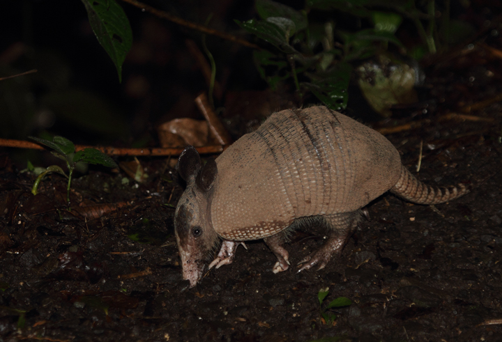 This Nine-banded Armadillo was so preoccupied in its roadside foraging that it approached quite closely before noticing us. I was crouched down quietly 8' away before it looked up and ran into the forest (Gamboa area, 7/5/2010).