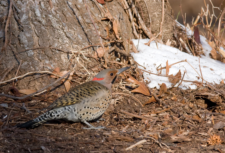 Northern Flicker (Yellow-shafted) at Fort Smallwood Park in Anne Arundel County, Maryland (1/31/2009).