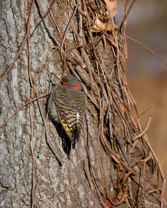 Caught sleeping - Northern Flicker (Yellow-shafted) at Fort Smallwood Park in Anne Arundel County, Maryland (1/31/2009).