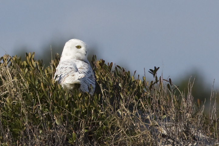 A Snowy Owl on Assateague Island, Maryland (11/16/2008).