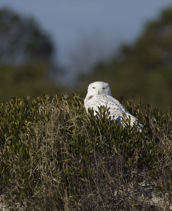 A Snowy Owl on Assateague Island, Maryland (11/16/2008).
