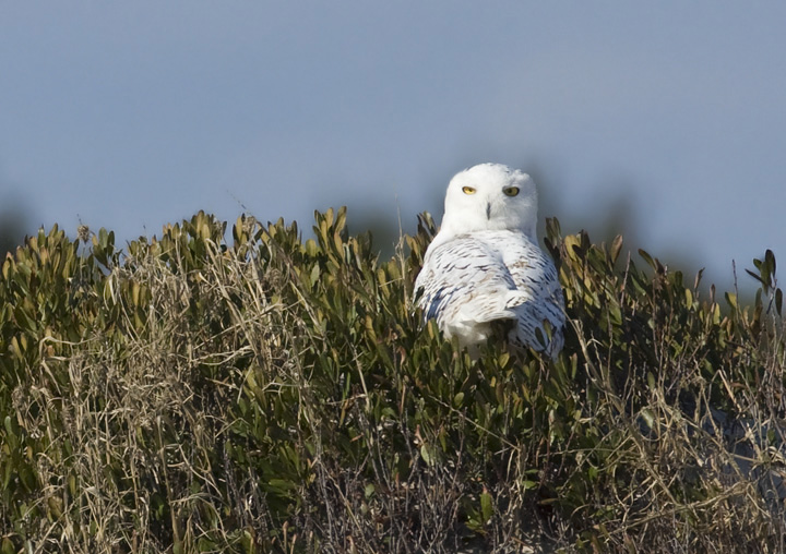 A beautiful Snowy Owl on the ORV zone on Assateague Island, Maryland (11/16/2008). The bird was first located by park staff on 11/7, and it was re-found during the Rarity Roundup by Stan Arnold and Kevin Graff.