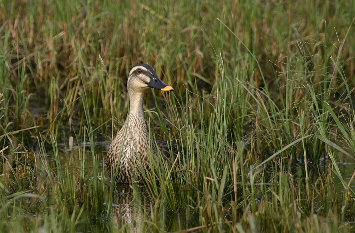 An Eastern Spot-billed Duck along the Han River in South Korea (9/28/2005).