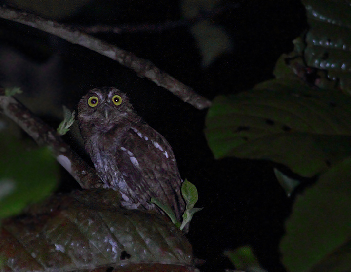 The short trills of the Choco Screech-Owl were common in the foothills around Nusagandi, Panama (July 2010). This individual was calling spontaneously, but flew in quickly to whistled imitations (Kuna Yala, Panama, 7/9/2010).
