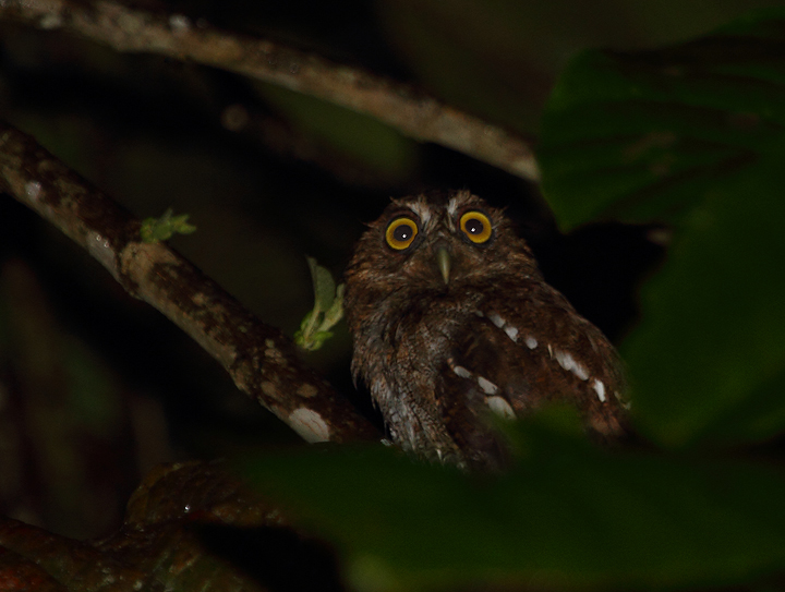A Choco Screech-Owl in Kuna Yala, Panama (7/9/2010).