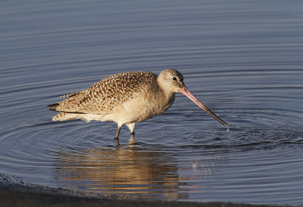 A Marbled Godwit in Monterey, California (2/19/2020).