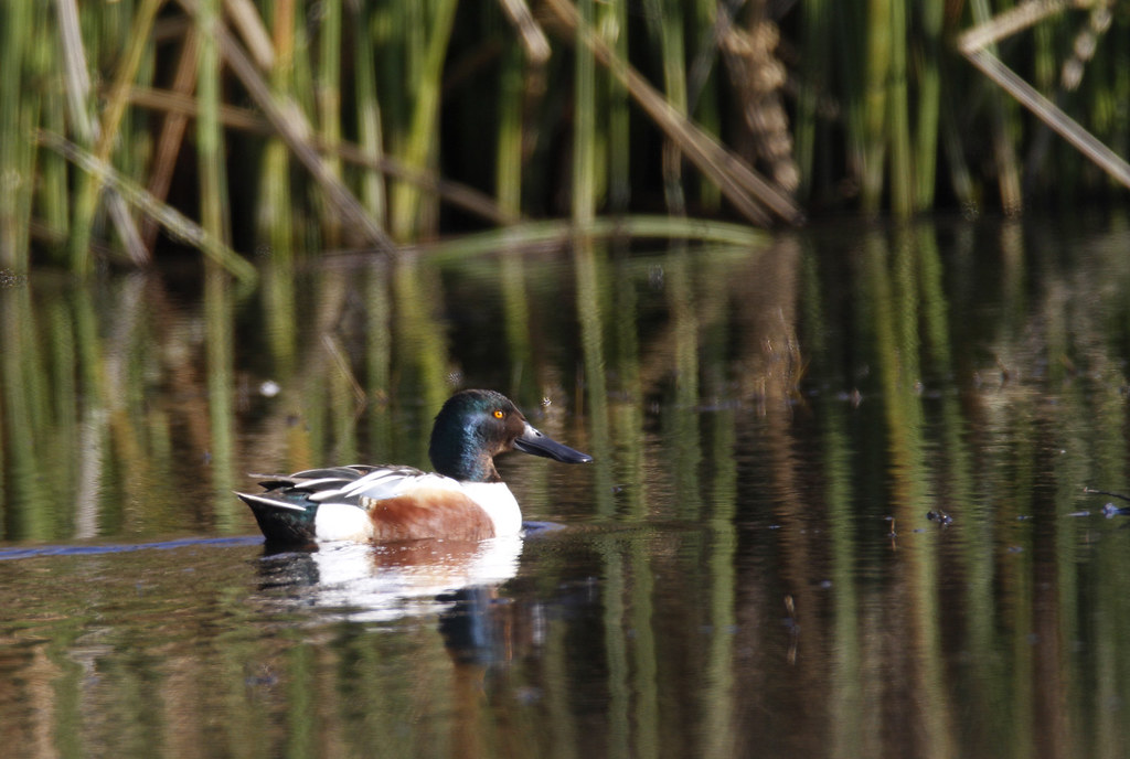A drake Northern Shoveler in Monterey County, California (2/19/2020).